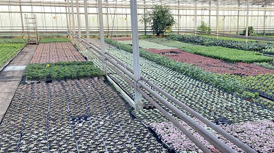 Opperman Plants